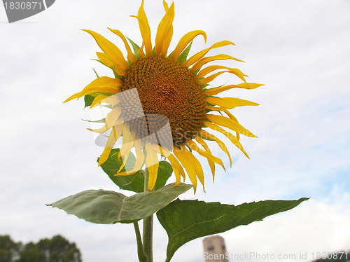 Image of Sunflower flower