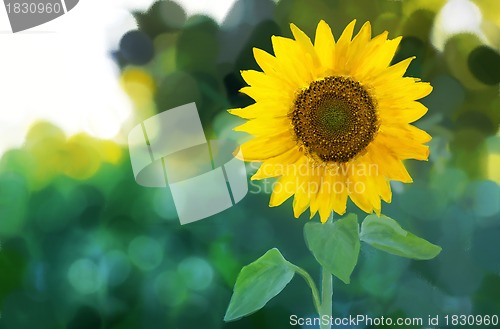 Image of Watercolor -Sunflower