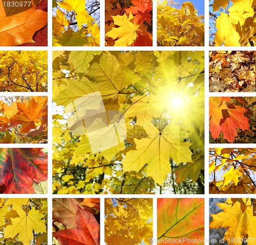 Image of Autumn collage 