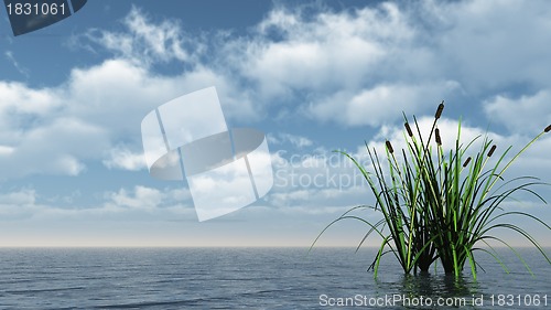 Image of reed on water