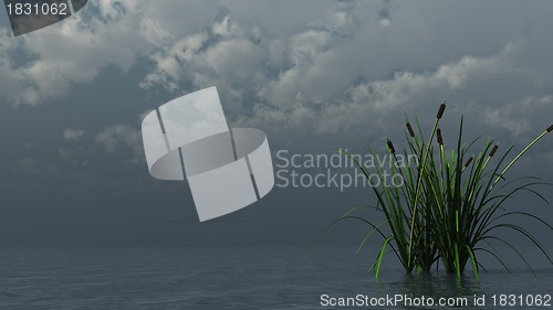 Image of reed on water