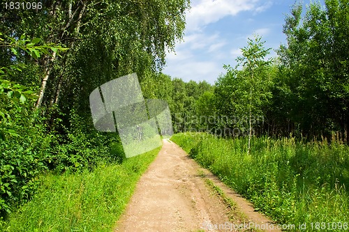 Image of The road in the forest