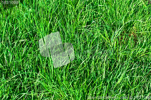 Image of Green grass