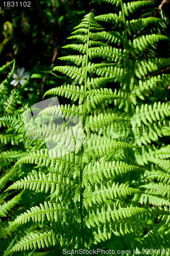 Image of Fern