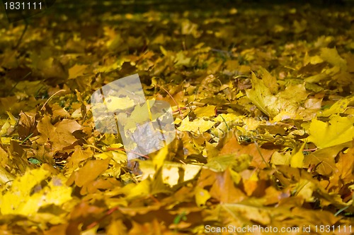Image of Maple leaves