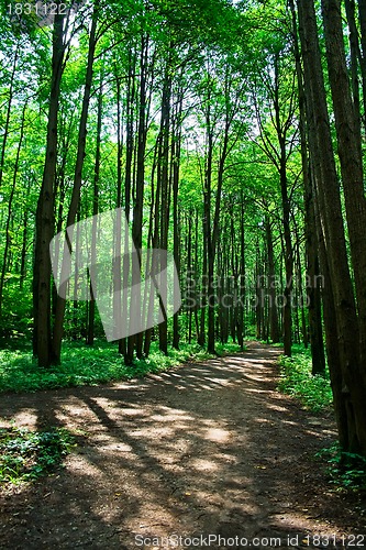 Image of green forest