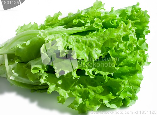 Image of Lettuce