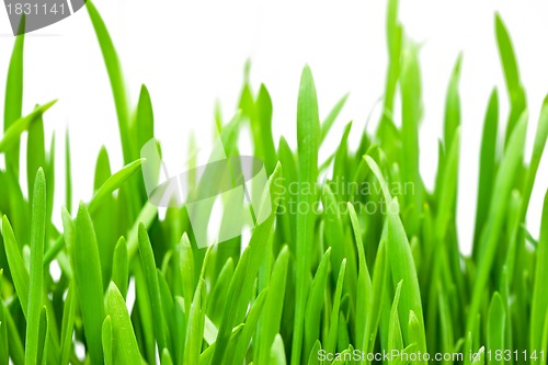 Image of Spring grass close up