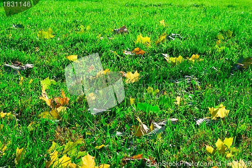 Image of Fresh green lawn