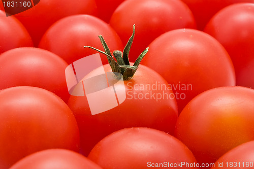 Image of Tomato