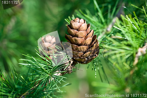 Image of Cones