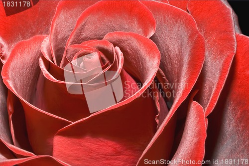 Image of Magnificent red rose