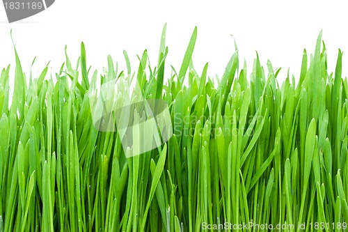 Image of Fresh green grass