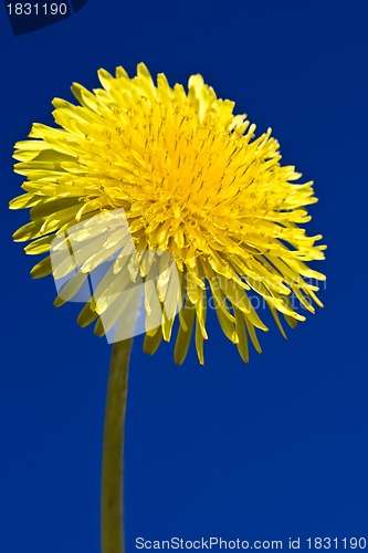 Image of Dandelion