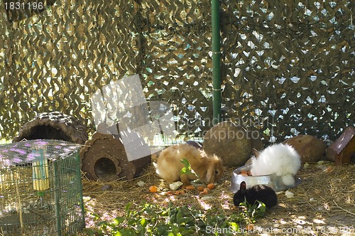 Image of Rabbits resting