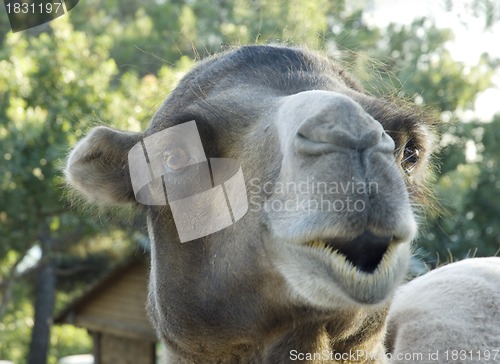 Image of Camel portrait