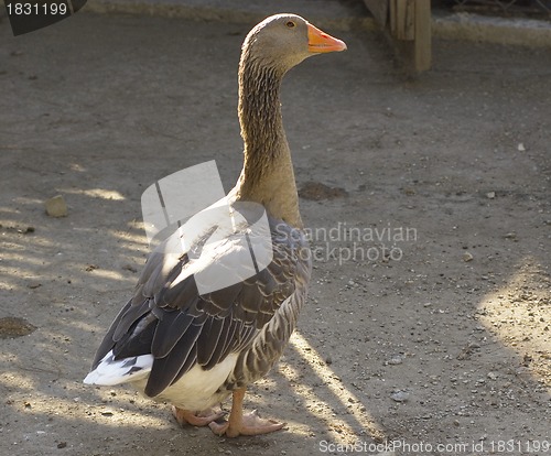 Image of wild goose