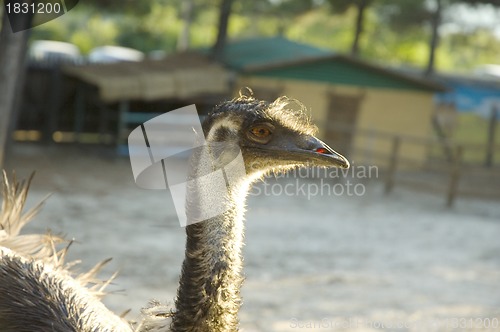 Image of ostrich head