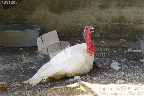 Image of turkey with cock