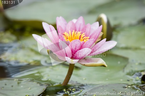 Image of The Lotus Blossom