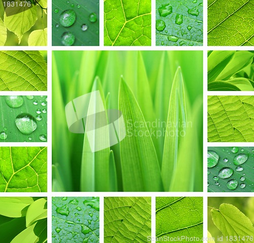 Image of Green collage