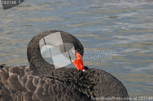 Image of Black swan