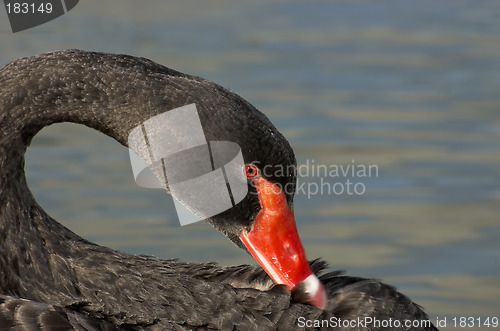 Image of Black swan