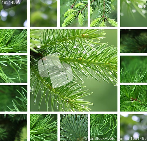 Image of Coniferous tree with rain droplets collage