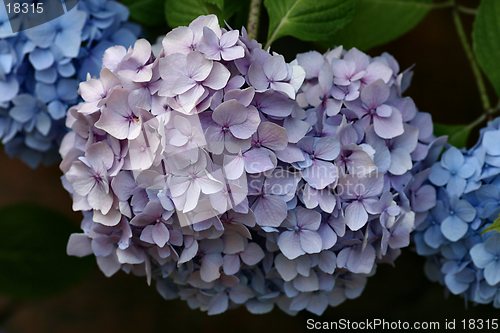 Image of Hydrangea