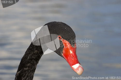 Image of Black swan