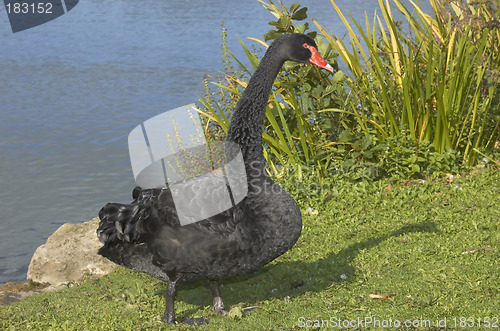 Image of Black swan