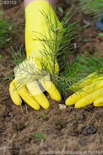 Image of Pine-tree plant