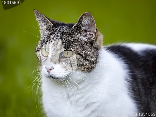 Image of cat portrait