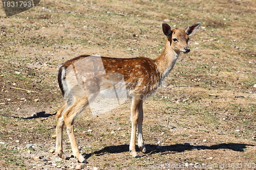 Image of fallow deer fawn