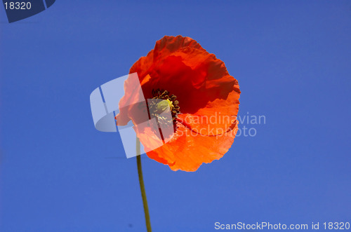 Image of Long headed poppy, "papaver dubium"