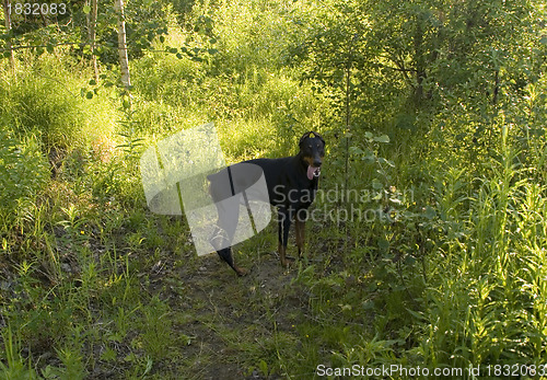 Image of Doberman in the forest