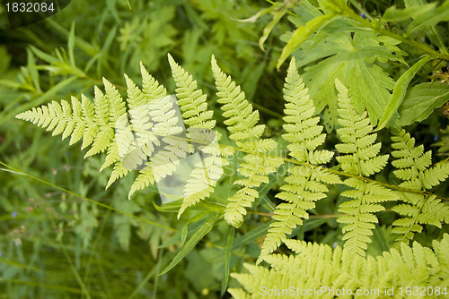 Image of Leaf of green fern