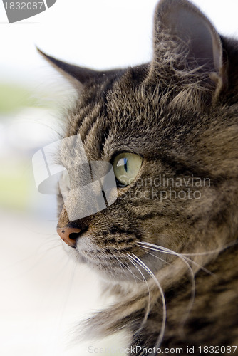 Image of Face of siberian cat