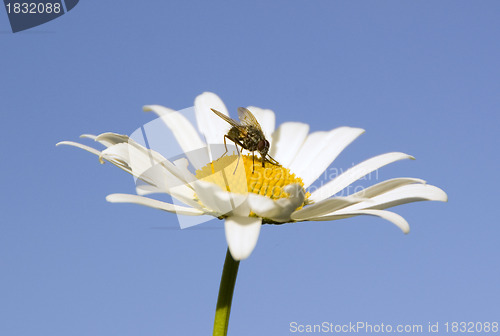 Image of Blue sky and fly on flower