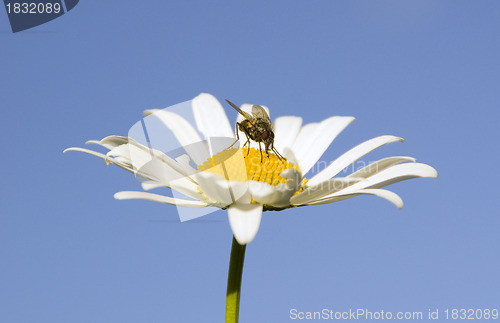 Image of Fly on chamomile