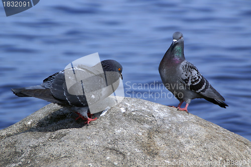 Image of Courting male dove 