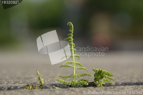 Image of Small plant of fern