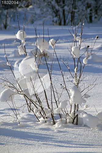 Image of Branches of bush under snow. 