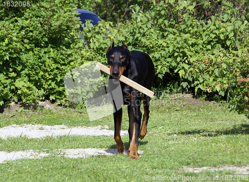 Image of Smart doberman with a stick in it's jaws