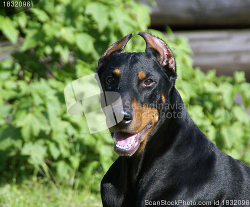 Image of Starring doberman