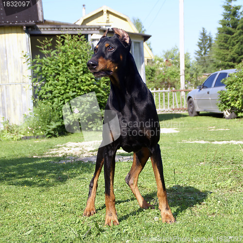 Image of Doberman guarding it's territory