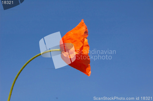 Image of Long headed poppy 2, "papaver dubium"