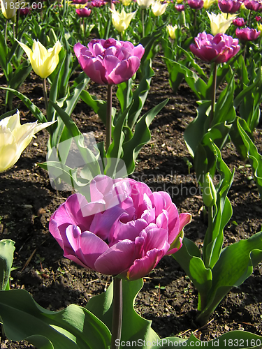 Image of Purple And White Tulips