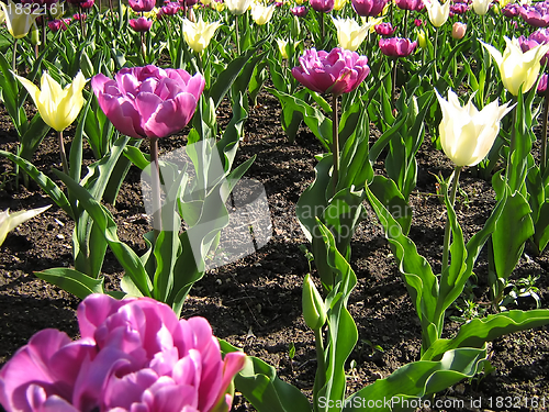 Image of Purple And White Tulips