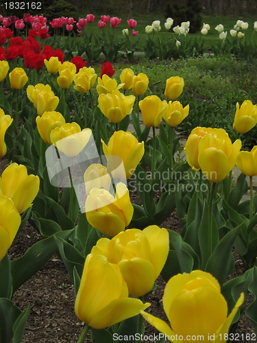 Image of Springtime Flowers